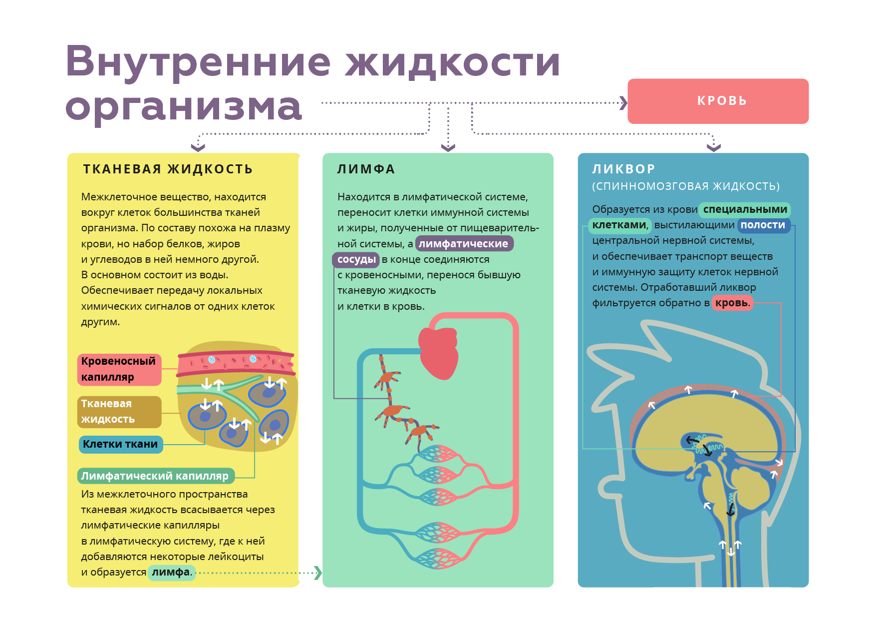 Обеспечивает отток тканевой жидкости от всех органов