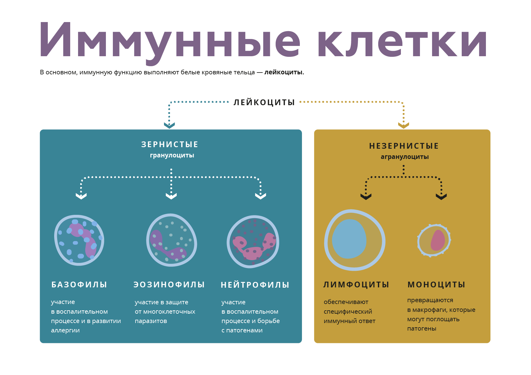 Иммунные клетки схема