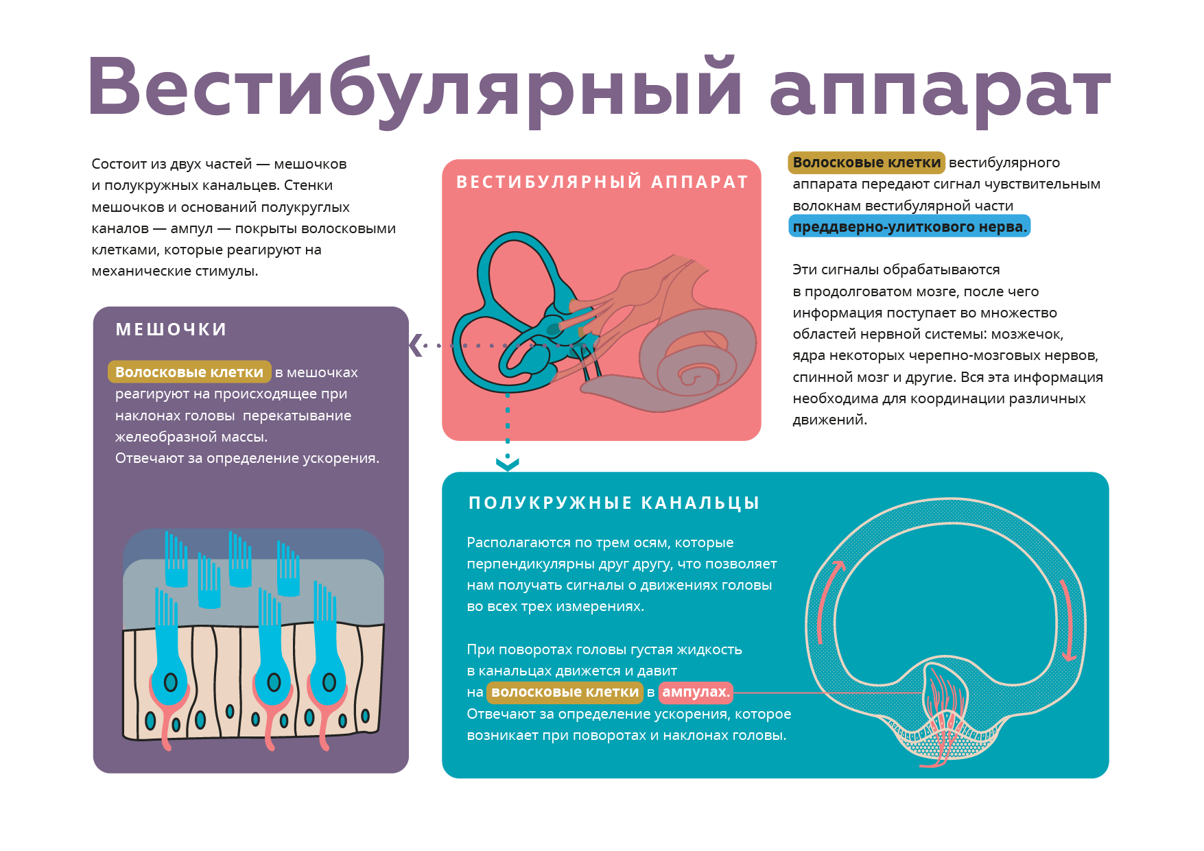 Нарушение вестибулярного аппарата